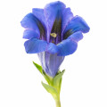 Gentiana