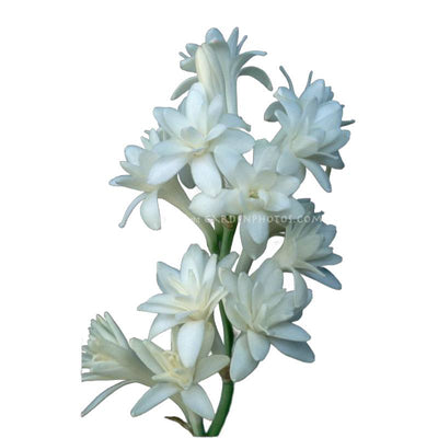 Tuberose